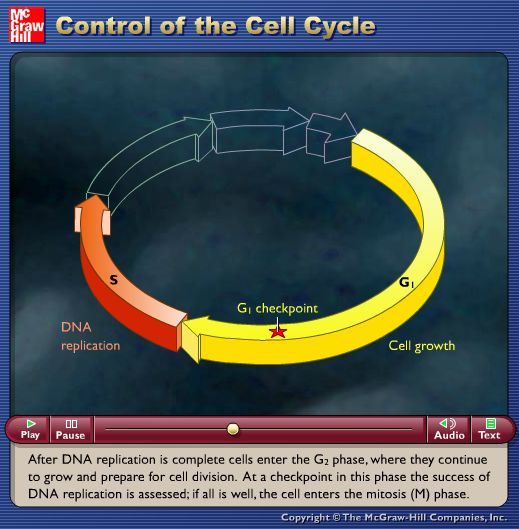 Control of the Cell Cycle