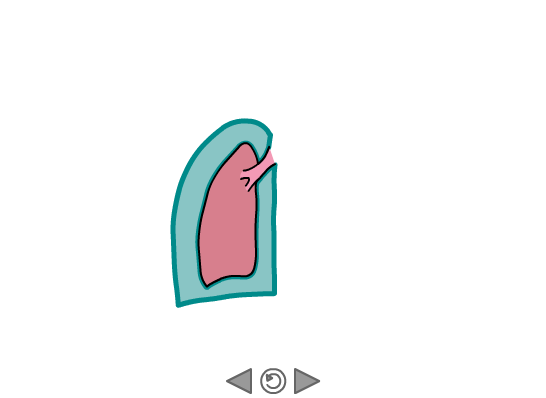 The Pleural Membranes