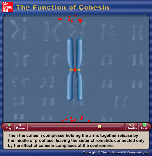 The Function of Cohesin
