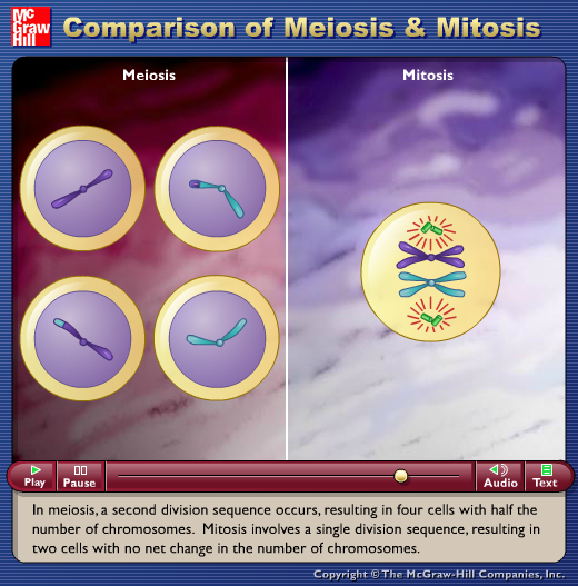 Comparison of Meiosis & Mitosis