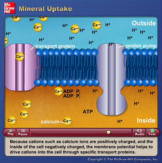 Mineral Uptake