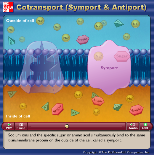 Cotransport (Symport and Antiport)