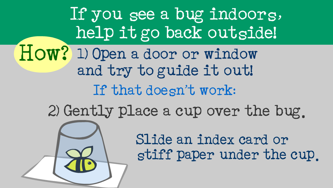 Earth Tips 4: Bee Nice to Bugs!