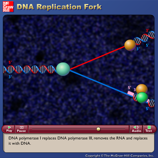 DNA Replication Fork