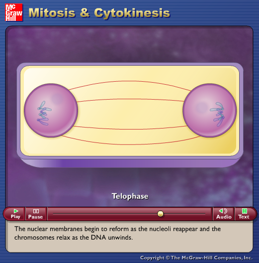 Mitosis & Cytokinesis