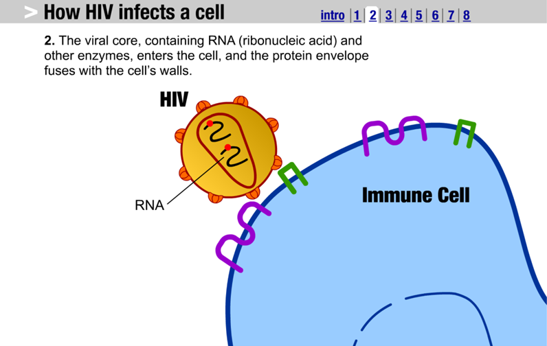 How HIV Infects a Cell