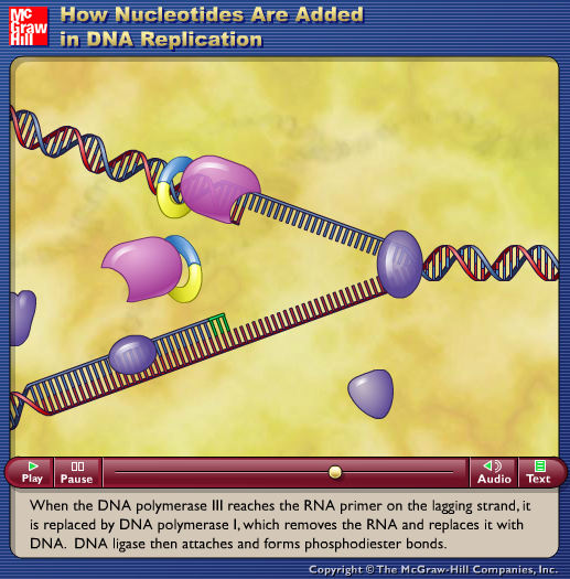 How Nucleotides Are Added in DNA Replication