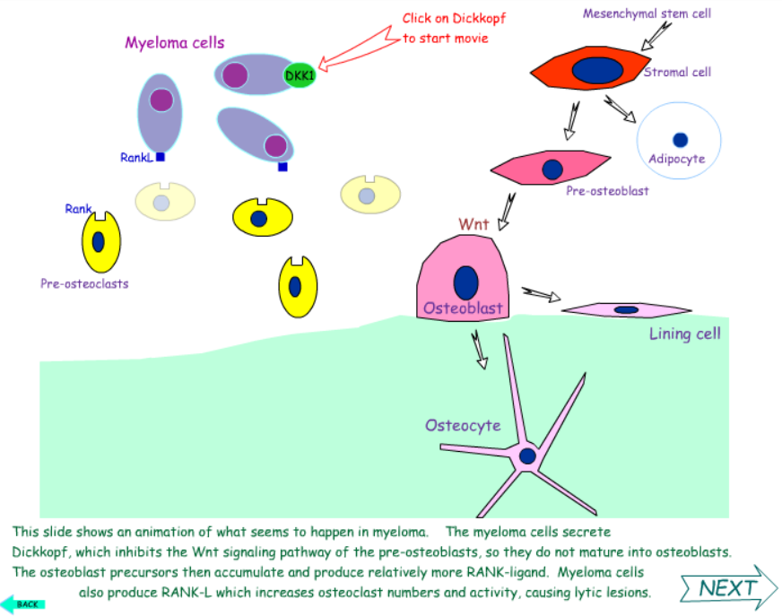 Wnt Signalling Pathway
