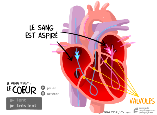 Le Monde Vivant : Le Coeur