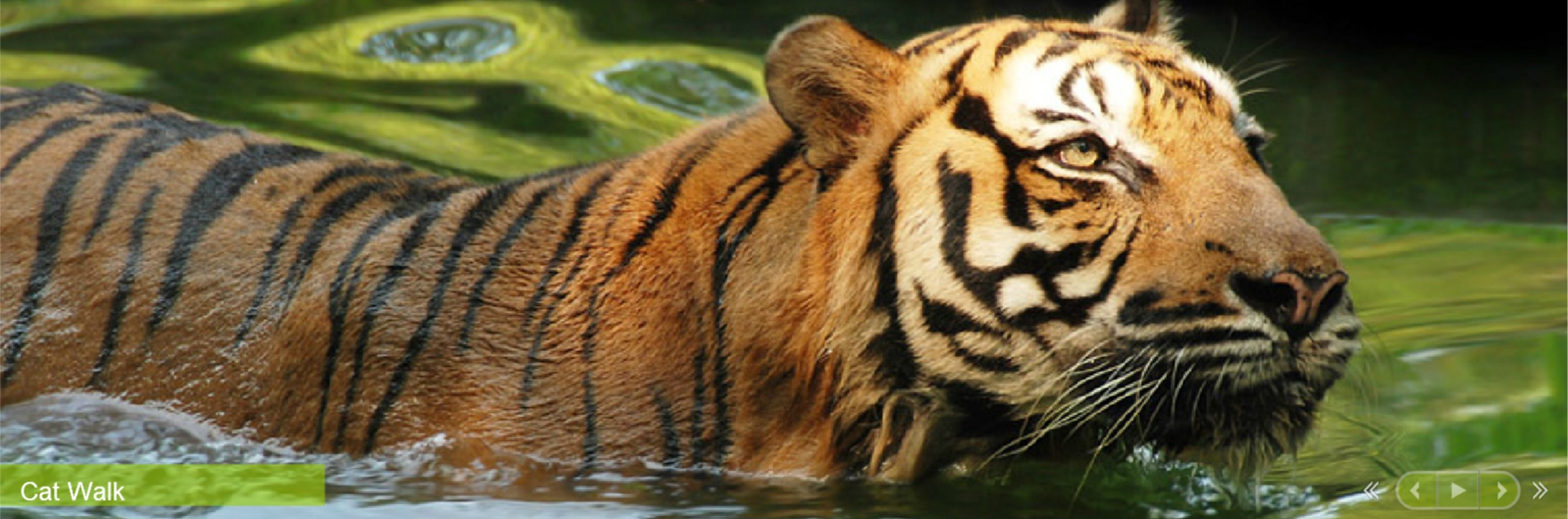 Zoo Negara Malaysia Website Slideshow