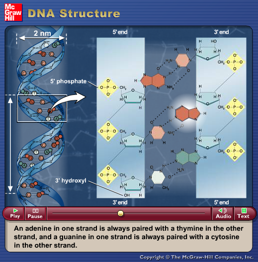 DNA Structure