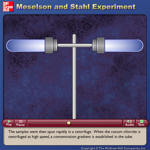 Meselson and Stahl Experiment