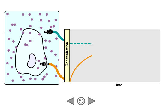 Diffusion Through Cell Membranes