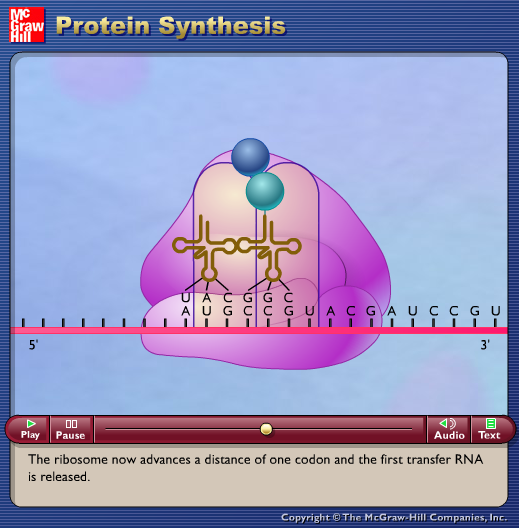 Protein Synthesis