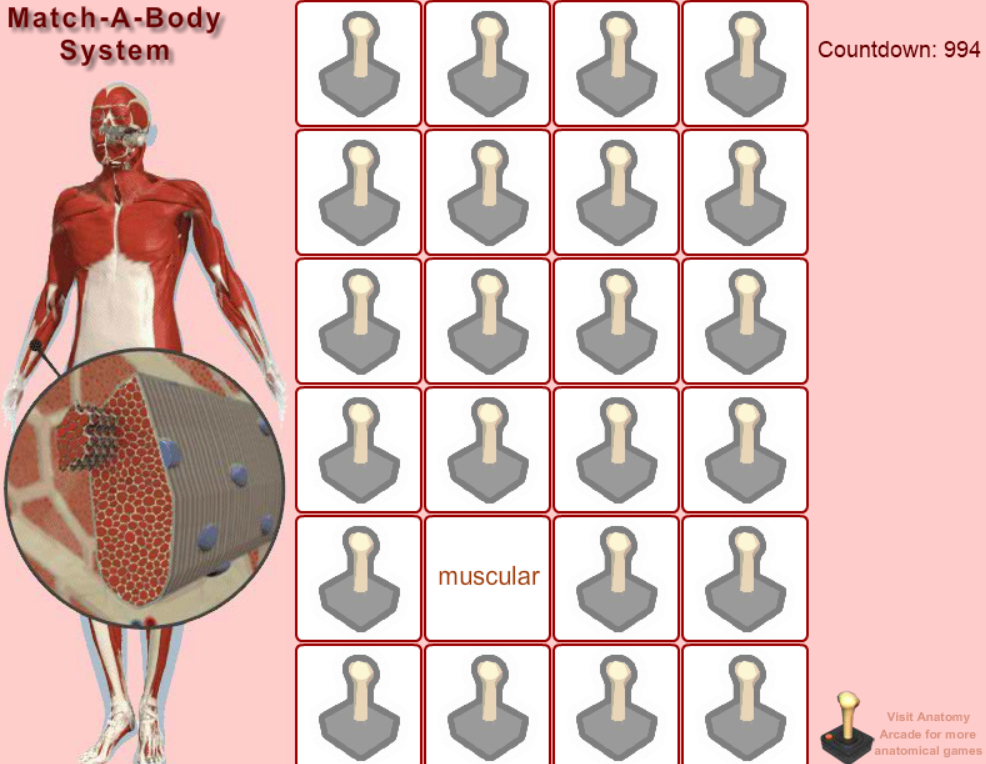 Match-A-Body System