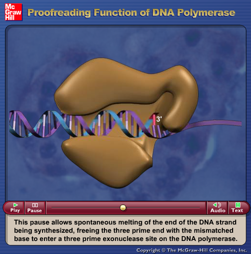 Proofreading Function of DNA Polymerase