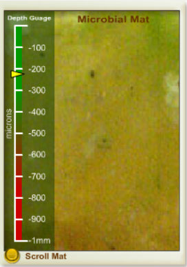 Microbial Mat