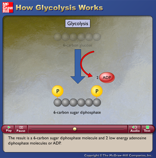 How Glycolysis Works