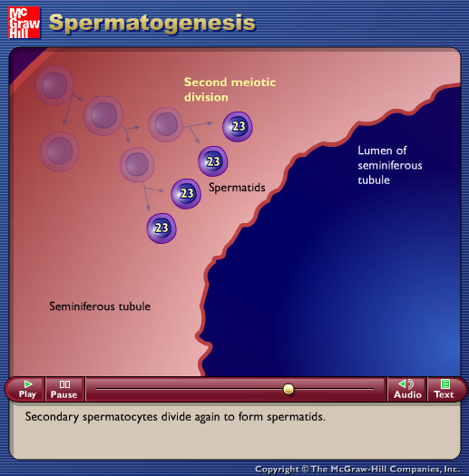 Spermatogenesis