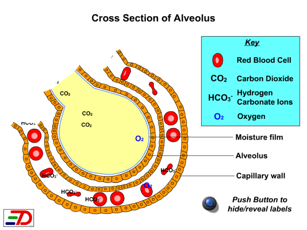 Cross Section of Alveolus